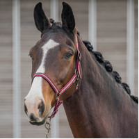 Horka Equestrian Pro Halter Set