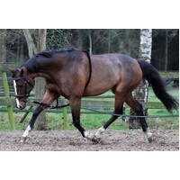Horka Equestrian Kids Junior cheval durable Comfort Fit horseprint Casque Sécurité 