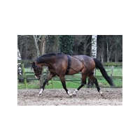 Horka Pessoa Lunging Aid