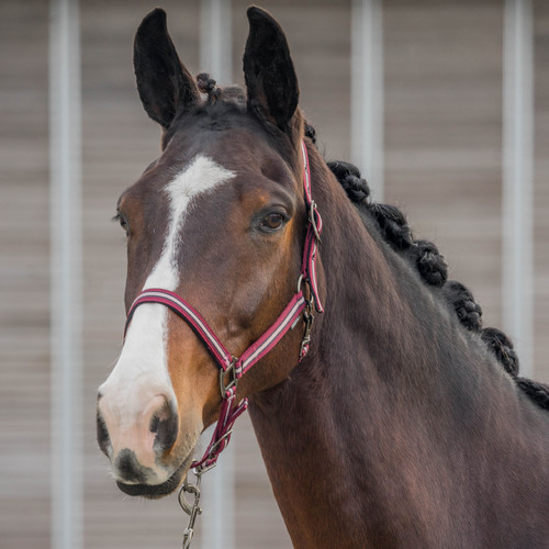 Horka Equestrian Pro Halter Set
