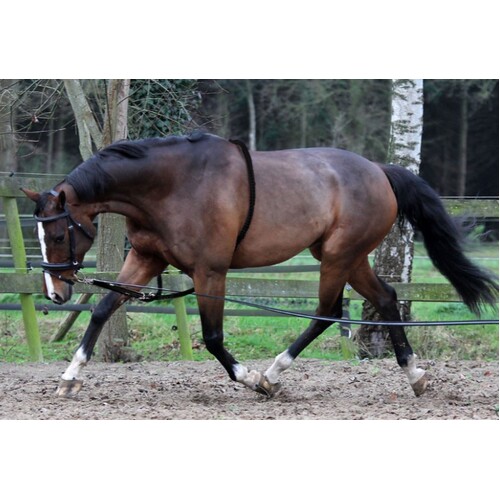 Horka Cotton Lunging Aid