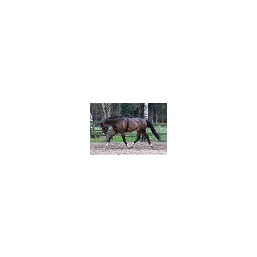 Horka Pessoa Lunging Aid