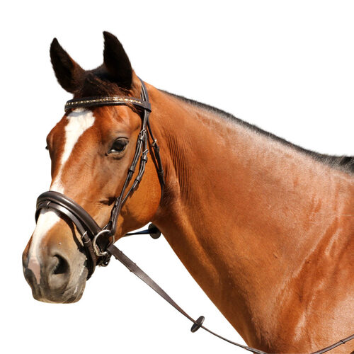 Empire Hanoverian Bridle
